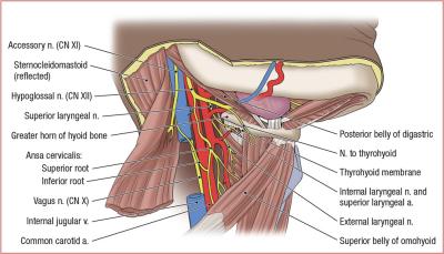thumbs/Carotid Triangle.jpeg.jpg